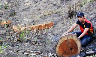 Nhiều lóng gỗ nằm rải rác tại cánh rừng thuộc xã Lơ Ku không có dấu vết kiểm tra của ngành chức năng