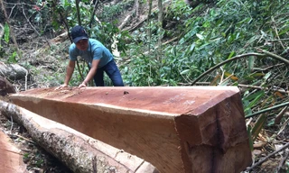 Hàng chục lóng gỗ được xẻ hộp vuông tại hiện trường