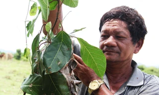 Kiến rừng tết các lá cây lại để làm tổ