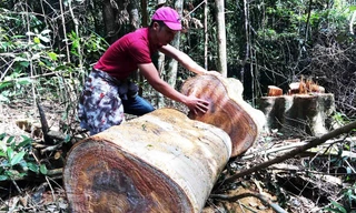 Một vụ phá rừng mới xảy ra tại tỉnh Gia Lai