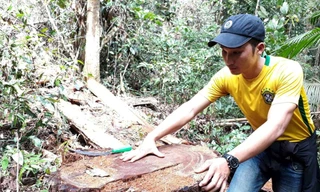 Hàng chục thân gỗ 1 người ôm bị cắt hạ dọc núi thuộc lâm phần của xã Đắk Ruồng quản lý