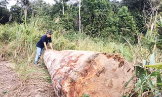 Hiện trường một vụ khai thác lâm sản trái phép báo chí phát hiện ở Gia Lai