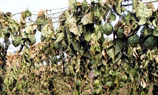 Hiện trường vụ hơn 2.000 gốc chanh dây bị kẻ gian phá hoại