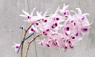 Chùm lan giả hạt Mưa sao băng