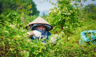 Thanh niên khởi nghiệp với cỏ cây bên dãy Bái Đính