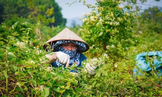 Thanh niên khởi nghiệp với cỏ cây bên dãy Bái Đính