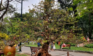 Mai vàng cổ thụ giá hàng trăm triệu đồng ở Sài Gòn