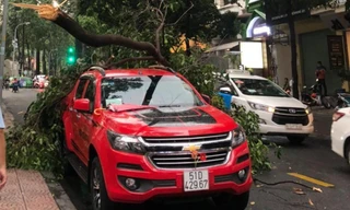 Nhánh cây lớn đè trúng ô tô ở trung tâm TPHCM.