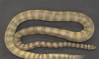 Loài rắn biển độc Hydrophis donaldi. Ảnh: National Geographic