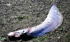 Quái ngư dài hơn hai mét dạt vào bờ biển Canada