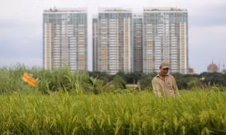 Trồng lúa, nuôi cá trong dự án 'treo' 25 năm ở Sài Gòn