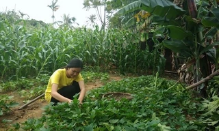 Em Nguyễn Thị Linh học sinh lớp 12A2 Trường Trung học phổ thông Quảng Xương 3, tỉnh Thanh Hóa. Ảnh: Phan Tuyết.