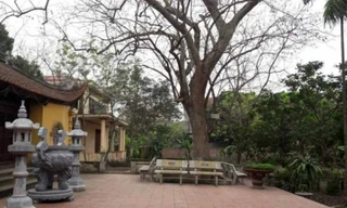 Cây sưa 400 tuổi che bóng cả sân đình Đông Cốc.