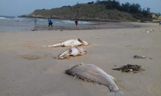 Vì sao Bộ TN&MT không đưa Formosa vào 10 sự kiện của năm?