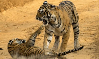 Hổ mẹ "mắng" hổ con ở Ấn Độ.