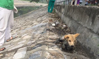 Dân mạng giận run người cảnh chủ thẳng tay ném chó bệnh xuống sông Tô Lịch