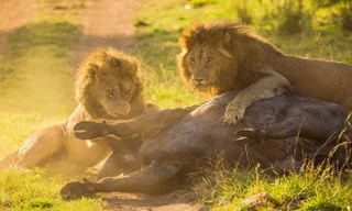 Anh em sư tử hợp sức hạ gục trâu rừng nặng gần một tấn