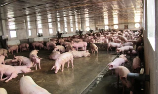 Bộ NN&PTNT cảnh báo các địa phương đang phát triển quá nóng đàn lợn.