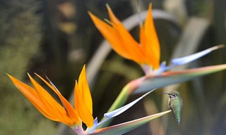 10 loài cây nguy hiểm bạn nên tránh xa 