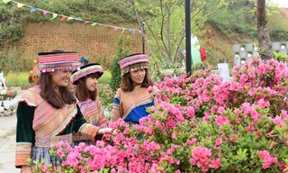 Sun World Fansipan Legend: Đỗ quyên Hoàng Liên đã vào mùa