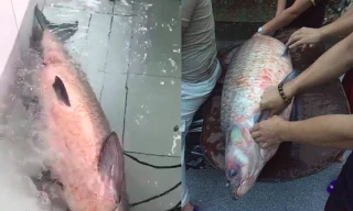 Con cá trắm đen khủng bị bắt.