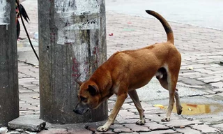 Chó ra đường không được rọ mõm, chủ nuôi sẽ bị phạt nặng. Ảnh: Internet.