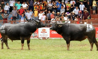 Không phát hiện chất kích thích ở trâu chọi húc chết chủ