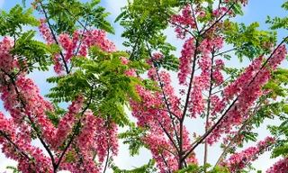 Đậu anh đào được người miền Nam trồng rất thành công, thu hút khách du lịch mỗi khi mùa hoa trổ. Ảnh Internet.