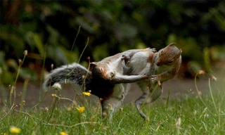 Sóc xám tung công phu kịch chiến ngày đầu năm