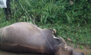 Hiện trường điện giật chết trâu. Ảnh: A.Trí.