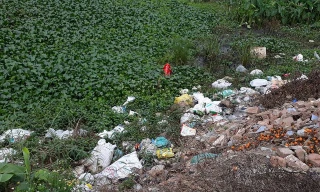 Những con gà Đông Tảo chết được người dân cho vào bao tải và vứt bừa bãi ra môi trường, gây ô nhiễm và nguy cơ lây lan mầm bệnh rất lớn.