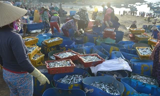 Cá nục được đổ vào thùng ướp đá trước khi đưa lên xe đông lạnh chở đi tiêu thụ.