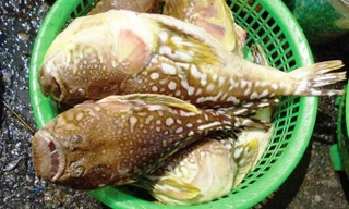 Cá nóc cực độc xuất hiện nhiều bất thường ven biển TT-Huế không chỉ ảnh hưởng đánh bắt thủy sản mà gây nguy cơ mất an toàn thực phẩm. Ảnh minh họa.