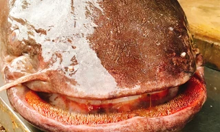 Cá leo "khủng" 60 kg được đưa từ Biển Hồ về Hà Nội