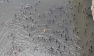 Đa số cá nổi lên đớp khí là rô phi.