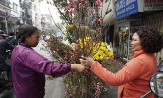 Tết về theo những chuyến xe chở đào đi rong trên phố