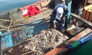 Tàu giã cào khai thác thủy sản theo lối tận diệt, càn quét tần tật tôm cá lớn nhỏ vừa bị bắt quả tang.