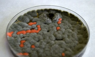 Vui nhộn đĩa Petri trên Google 31/5