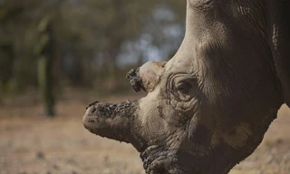 Chỉ còn 5 tê giác trắng phương bắc trên toàn cầu.
