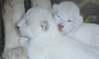 [ẢNH] Cận cảnh đàn sư tử trắng quý hiếm 