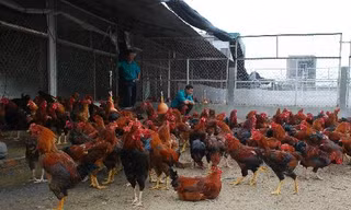 Khám phá ‘tập đoàn gà thần’ ở Bắc Ninh