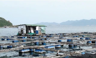 Siết việc người nước ngoài mua, bán, nuôi trồng hải sản