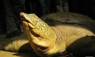 Rùa Hoàn Kiếm trong nhóm tuyệt chủng cao nhất