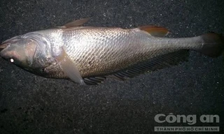 Con cá sủ vàng bắt được. - Ảnh: Minh Thắng 