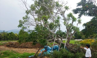 Cây sứ điện Kiến Trung đã được trồng tại vườn ươm Văn Thánh từ nhiều tháng nay.