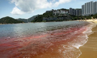 Những đợt thủy triều đỏ đáng sợ trong lịch sử thế giới