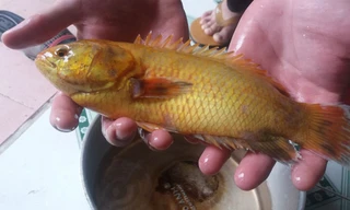 Chuyên gia cho rằng đây là loài cá bình thường trong tự nhiên.