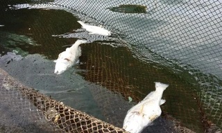 Đến ngày 9/9, cá lồng tại xã đảo Nghi Sơn vẫn còn chết thưa thớt.