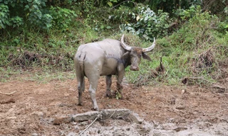 Thợ săn bắt thêm một trâu hoang