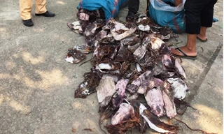 Chủ hàng chở 21 tấn mực khô mốc xanh bị phạt 45 triệu đồng